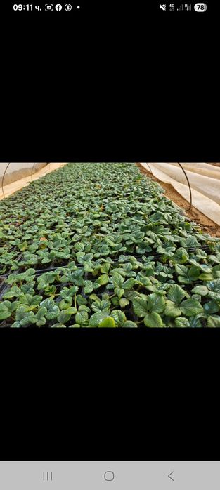 Продава расад ягоди и малини