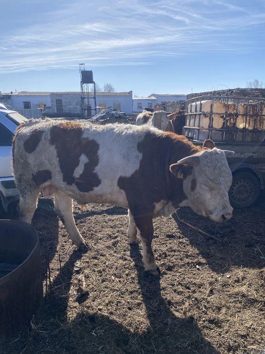 Продам быков на мясо/ на племя