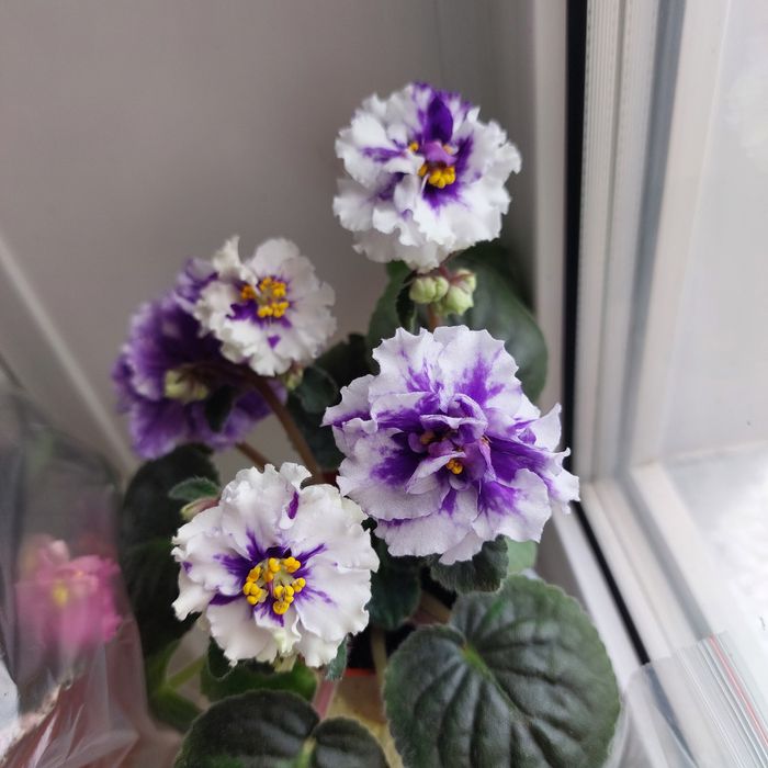 Фиалки ,листочки 500тг