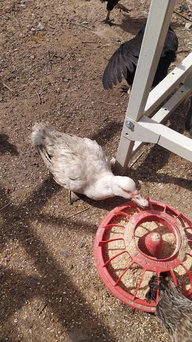 Продам молодых петушков и индоуток