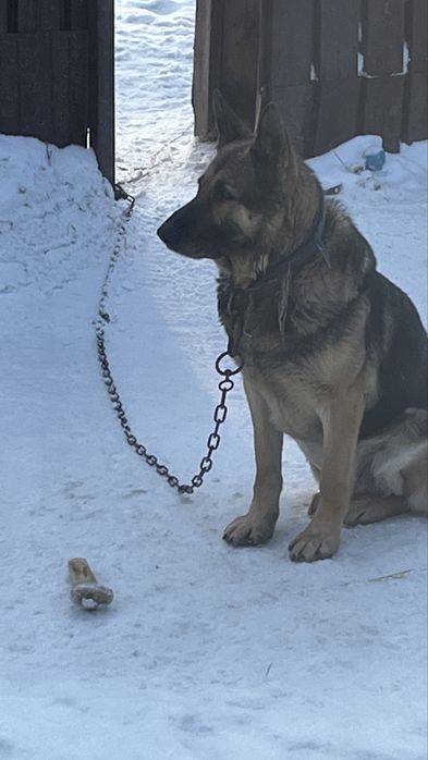 Восточно европейская овчарка