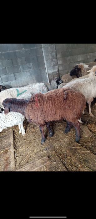 Продаются бараны жирные 24/7