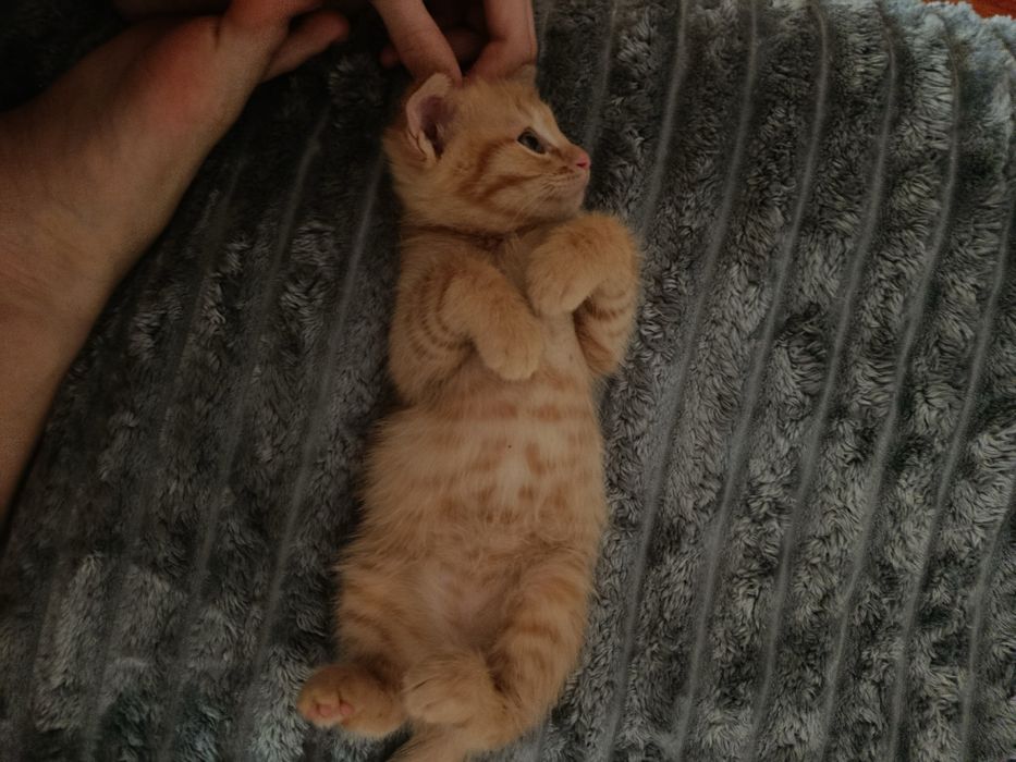 Котята бесплатно