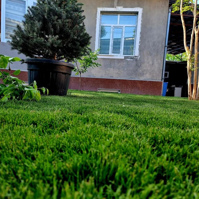 таёр рулони газон ёткизамиз ва газон уруг сепамиз