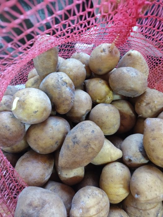 Семенная картошка