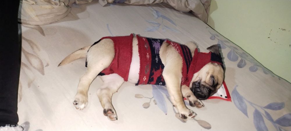 Продается собака мопс