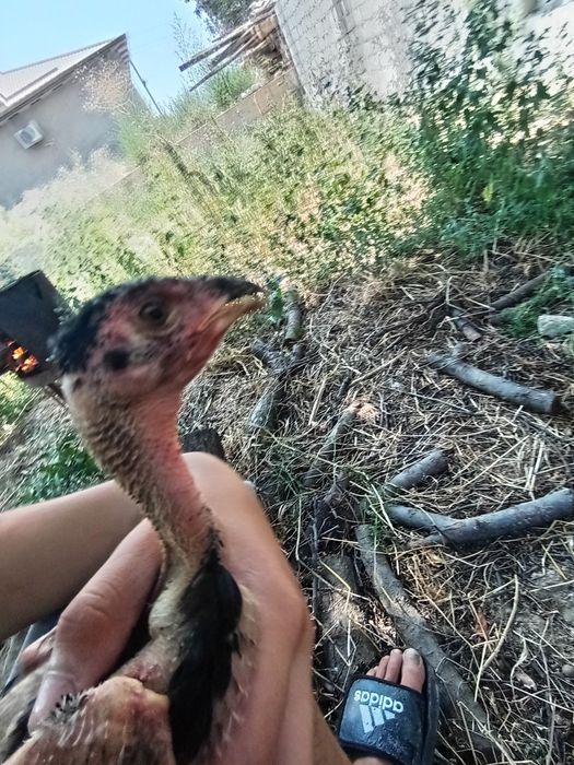 Toza qon  Yalang'och Dakan yani  xo'rozchasi sotiladi!