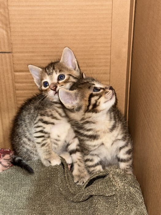 Котята полосатые