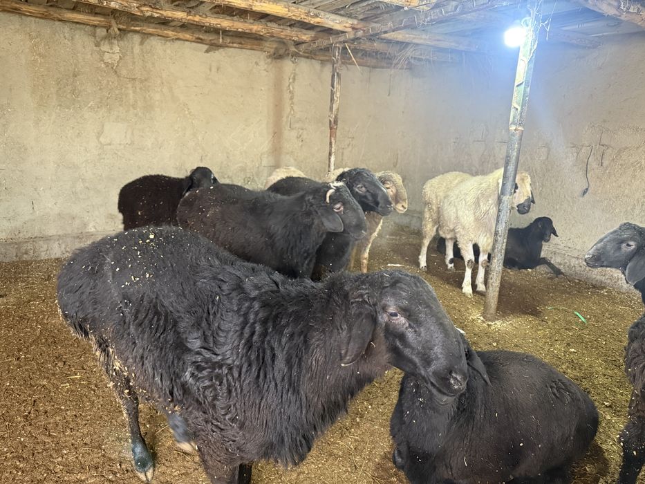 Qochqorlar sotiladi tirik vazm 75 000mingadan