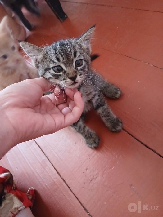 Mushuklar pebulga