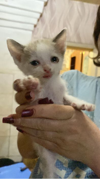 Котята,бесплано