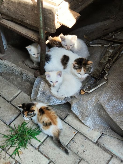 Отдам котят в хорошие руки