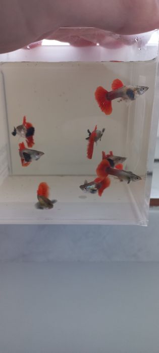 Guppy Dumbo red tail