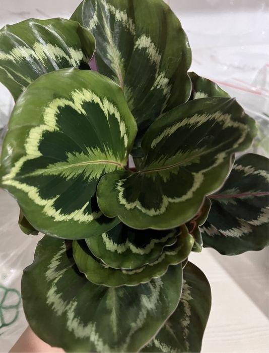 Комнатные растения