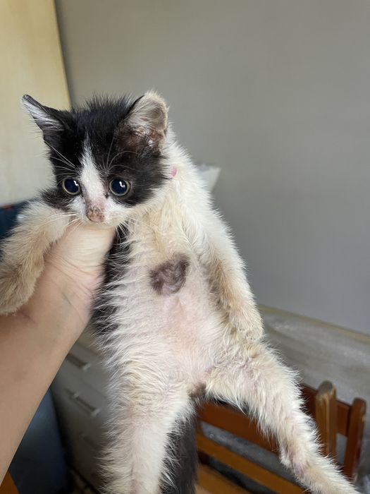 Отдам котенка в добрые руки