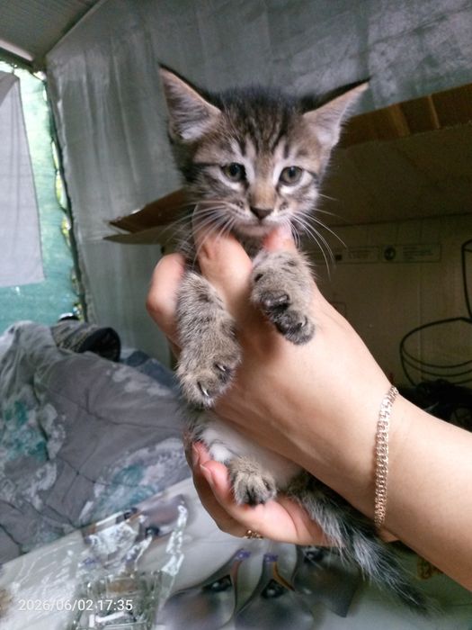 Отдам даром котят