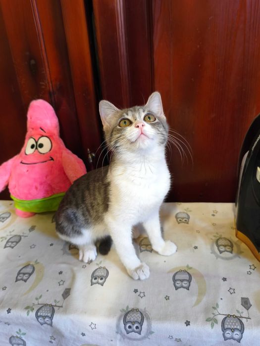 Котенок ласковый