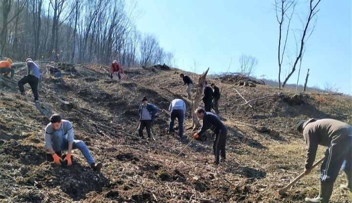 comercializăm puieți de salcâm pentru împădurirea terenurilor degradat