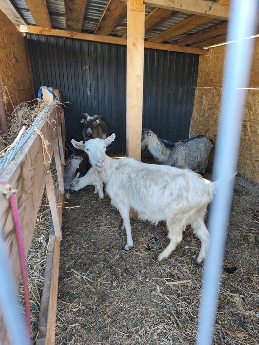 Capre pe lapte 2 fatate urmeaza si a 3a