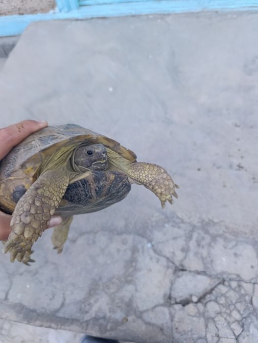 Toshbaqa sotiladi