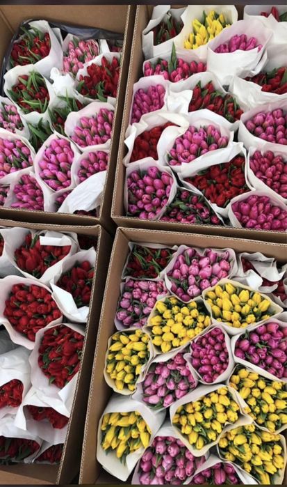 Тюльпан оптом и розницу