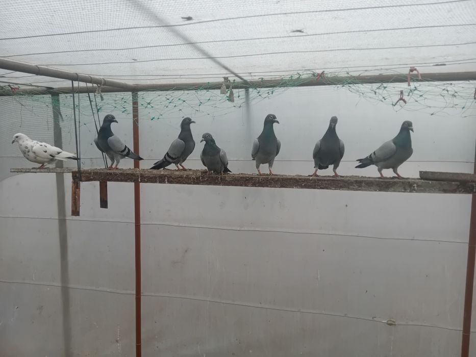 Пощенски гълъби на символични цени