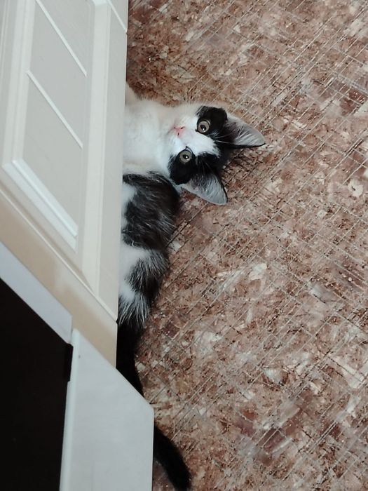 Отдам котенка в хорошие руки