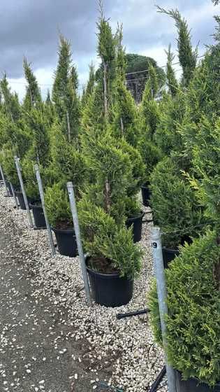 Plante Decorative pentru Amenajare Peisagistica