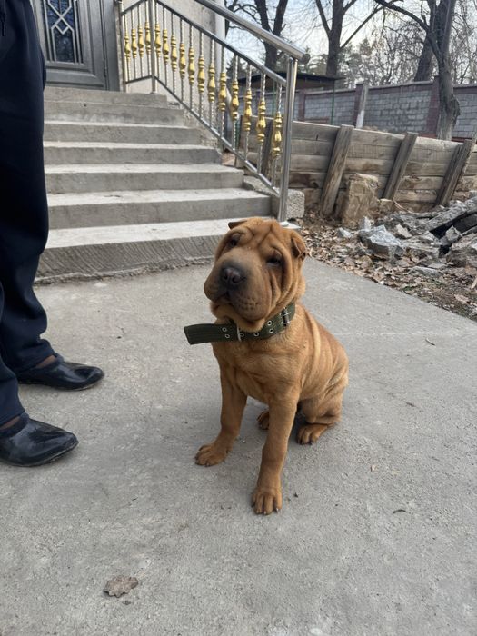 Китайский шарпей