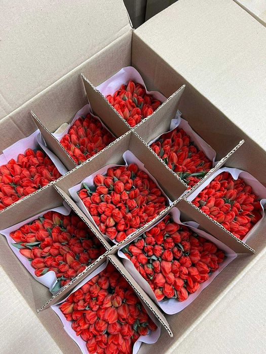 Продам тюльпаны к 8 марта