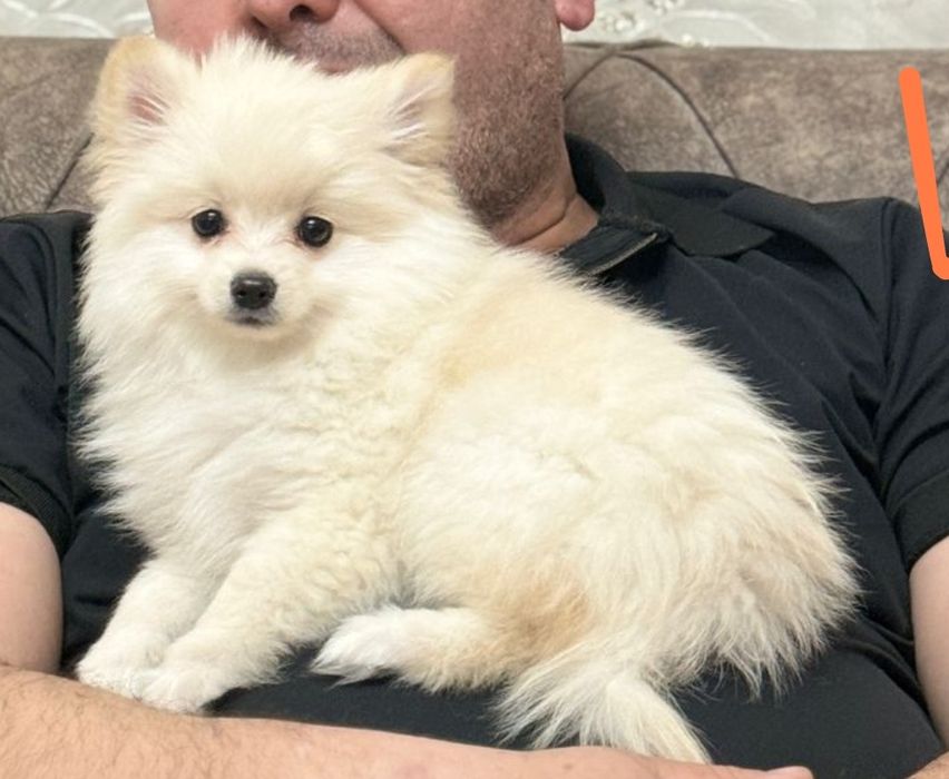 Померанский шпиц, 2 месяца, с документами