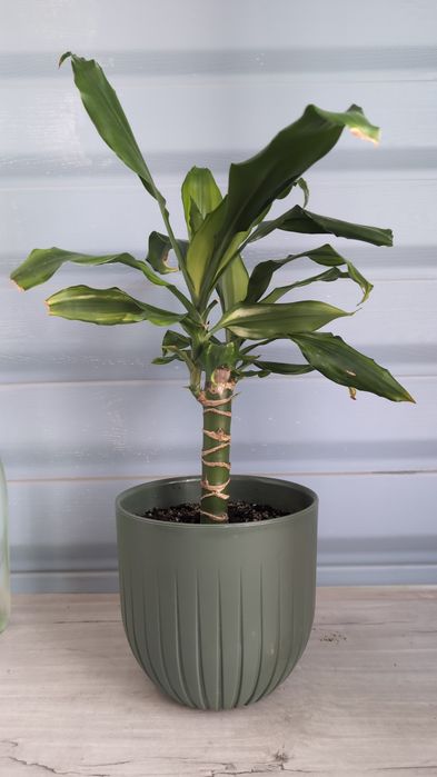 Драцена пестролистая