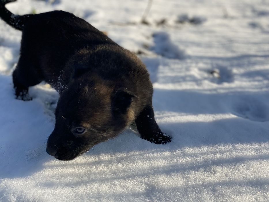 Donatie  catel  malinois varsta 6 saptamani