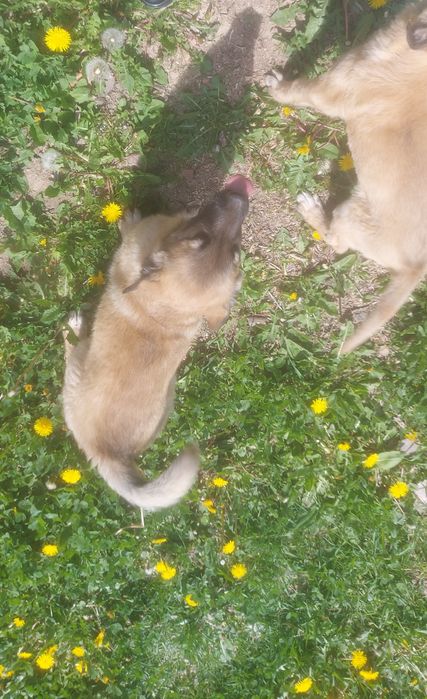 Donez doi căței (femele) belgian mallignois