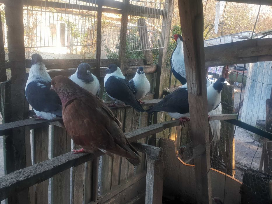 Porumbei straseri de vanzare