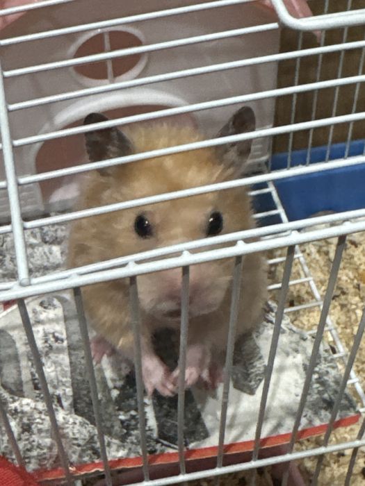 Продам хомяка сибирский