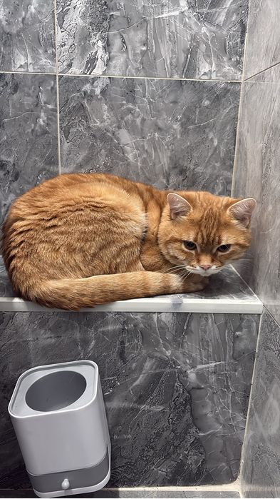 Кот рыжий ищет дом