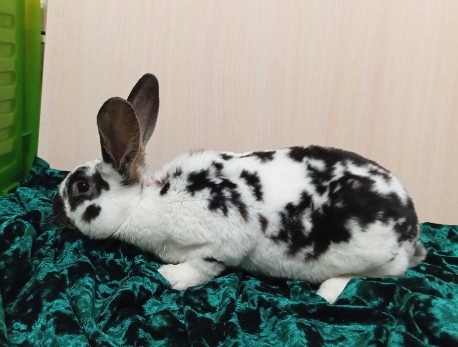 Кролики Рекс разных окрасов.