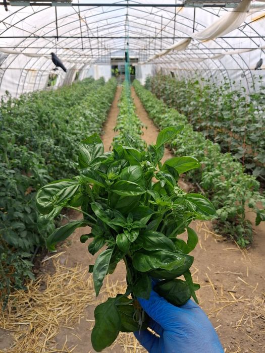 Продавам босилек Дженовезе (Genovese)