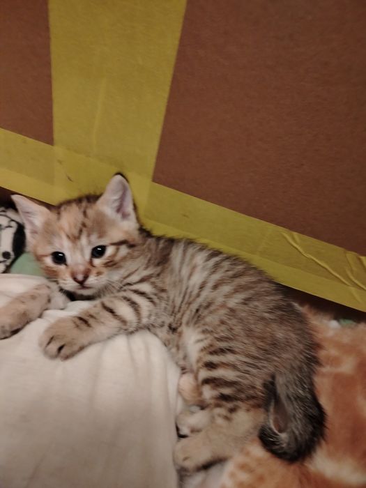Сиамский котенок