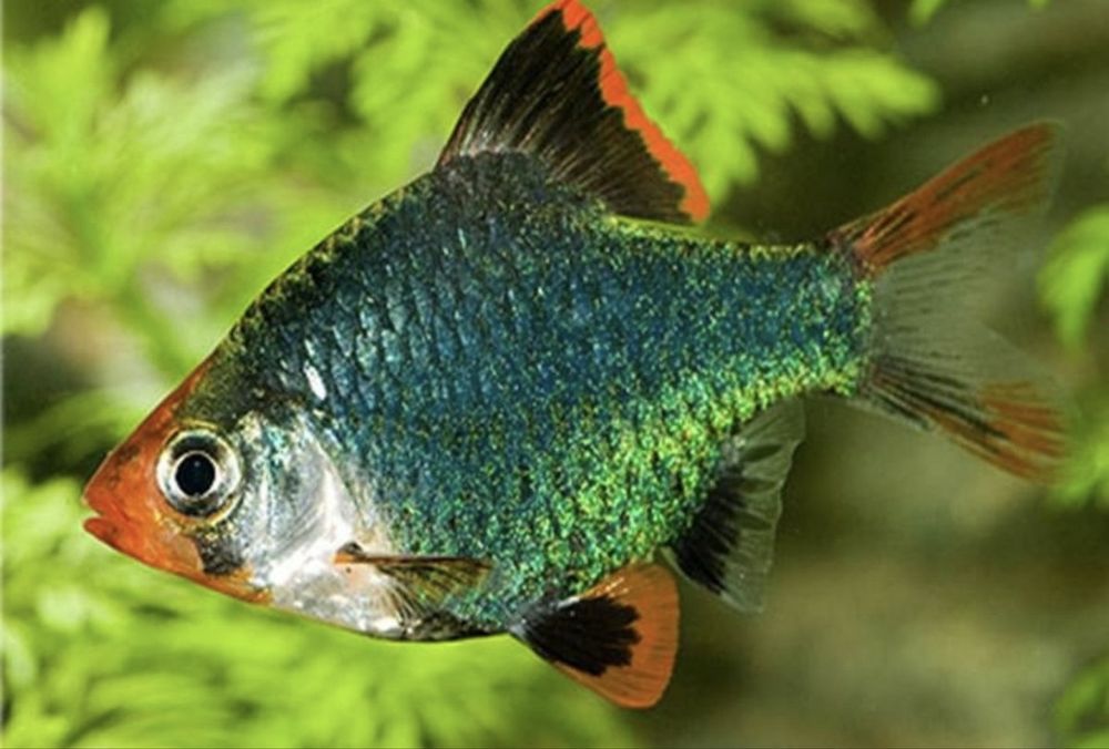 Продам мирных аквариумных рыбок