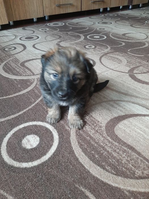 Животные , щенки  больше месяца