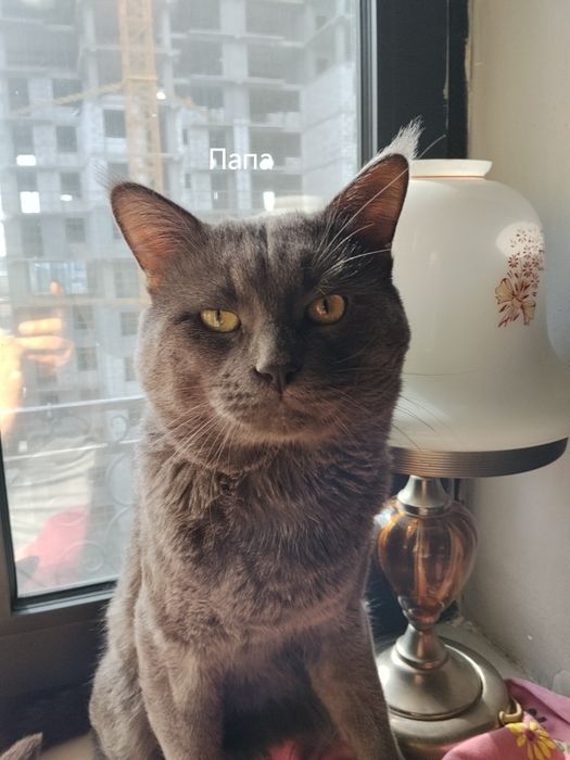 Котята. Мейн кун