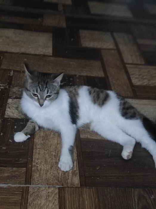 Пристраивпются милые ,красивые котята ,девочки  только в любящие руки