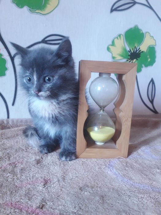 Отдам котят 1.5 месяца