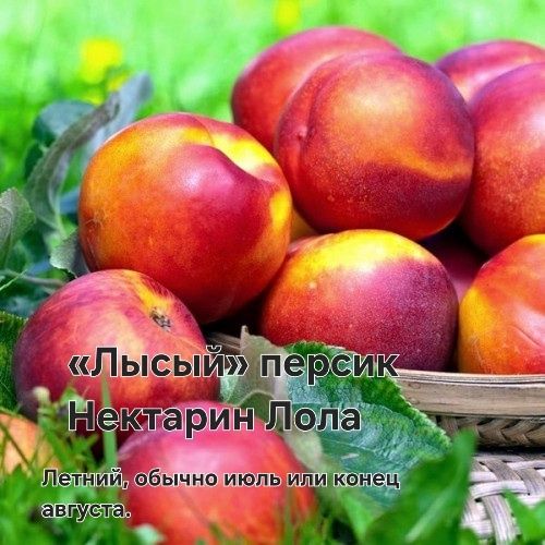 Саженцы плодовых деревьев