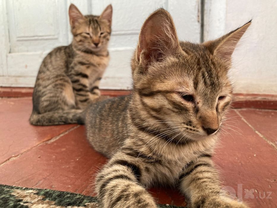 Отдам котёнка в хорошие руки