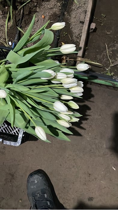 Тюльпан цветы луковицы голандские