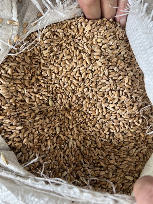 таза бидай сатылады қаппен