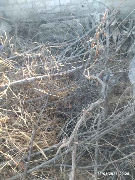 Qishga oʻtin sotiladi!